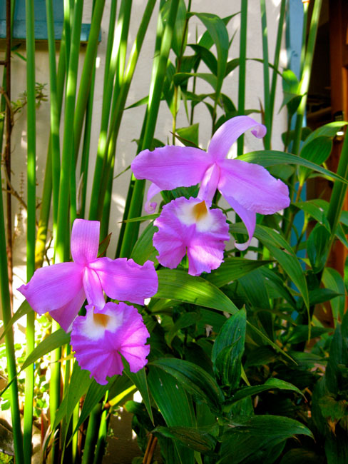 Orchid Care & Cultivation